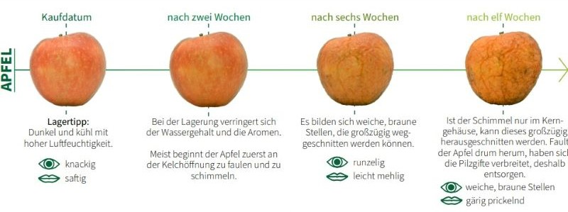 Abbildung von einem Apfel in verschiedenen Reifestadien
