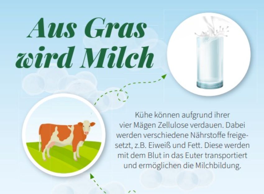 Ausschnitt der Grafik "aus Gras wird Milch", abgebildet ist eine Kuh und ein Glas Milch