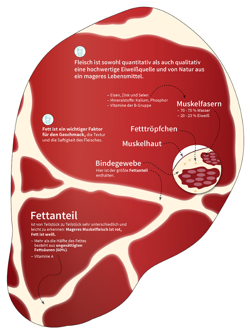 Stück Rindfleisch mit den Nährwerten und die Erklärung zum Aufbau des Fleisches (Bindegewebe, Muskel, etc.)