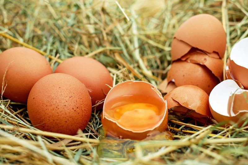 Eier, davon ein aufgeschlagenes von dem man das schöne Eigelb sieht, im Heu