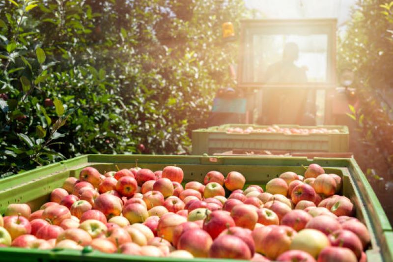 Äpfel in einen Hänger der von einem Traktor gerade durch eine Apfelplantage gezogen wird