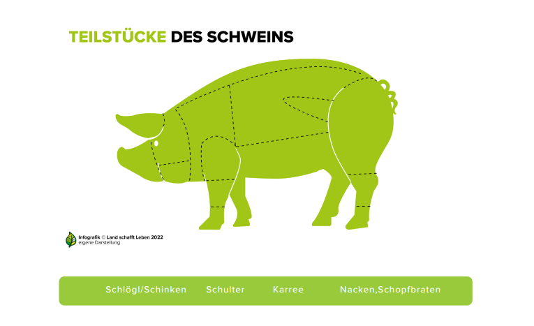 diese Infografik zeigt die verschiedenen Teilstücke des Schweins, welche auch in Hinblick auf die Fleischverarbeitung von Bedeutung sind