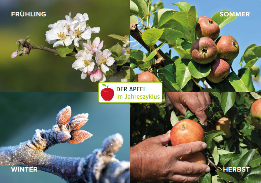 Der Apfel im Jahreszyklus: vier Abbildungen eines Apfels, je eine pro Jahreszeit