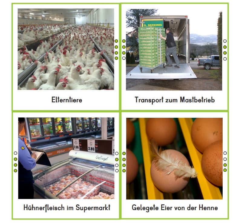 Bilderreihe mit einem Foto der Masthühner, Transport zum Mastbetrieb, Eier und das Hühnerfleisch im Supermarkt