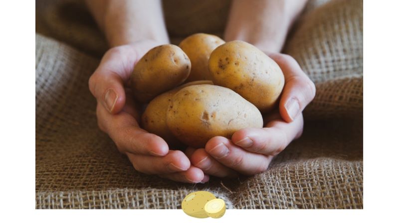 Kartoffeln auf Händen