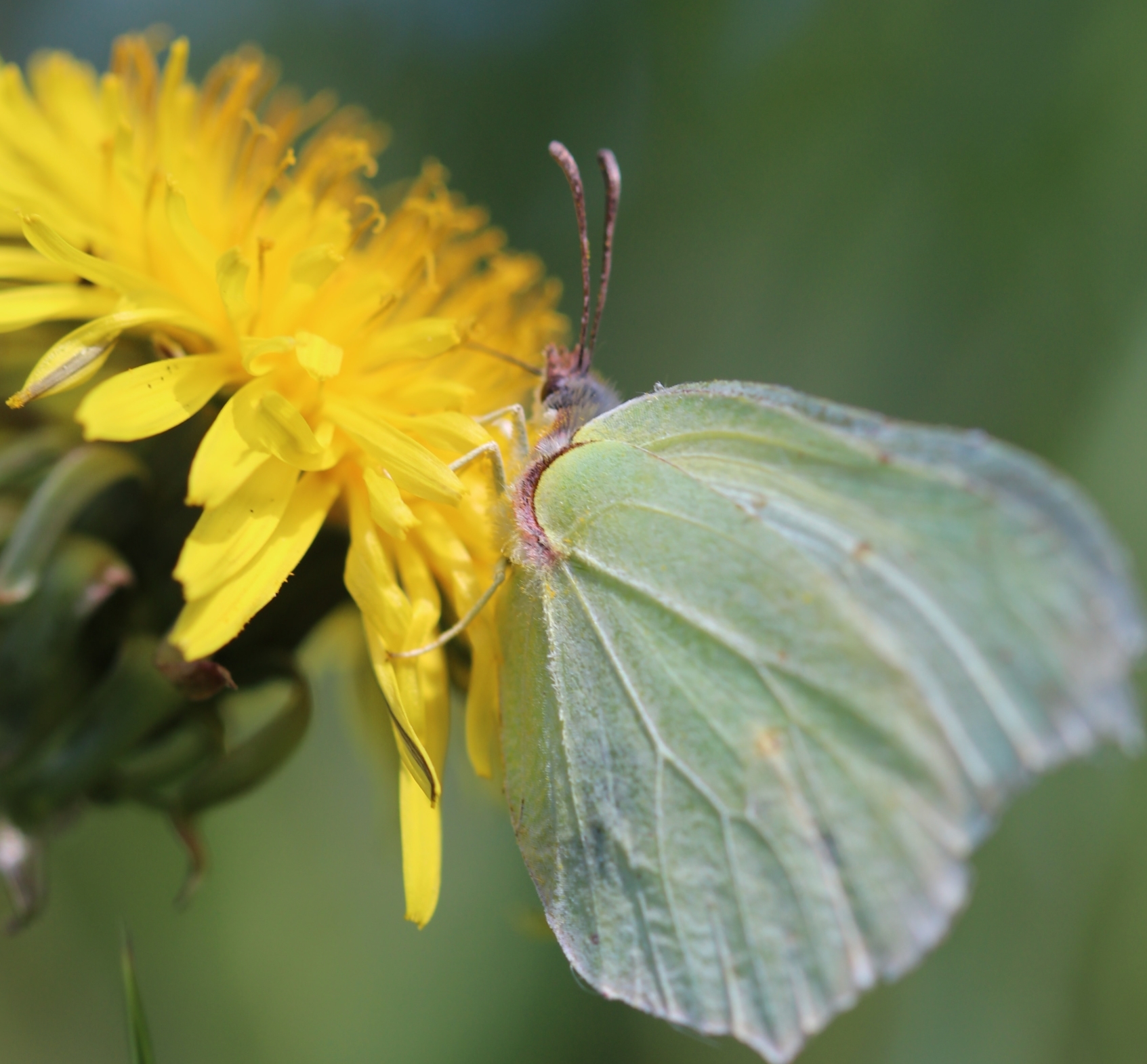 ein grüner Schmetterling sitzt auf einer gelben Blüte