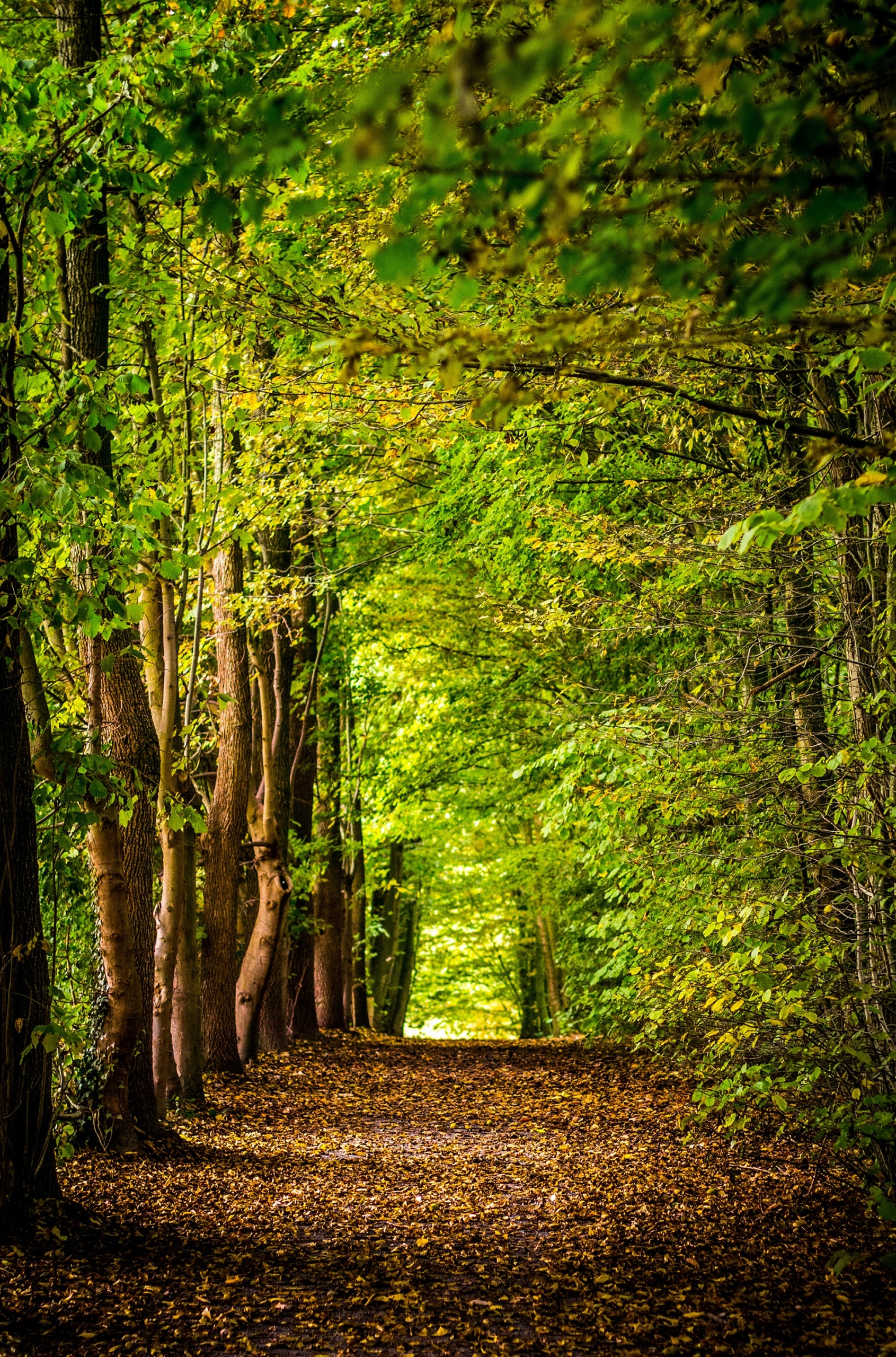 ein Weg führt durch einen dichten Laubwald
