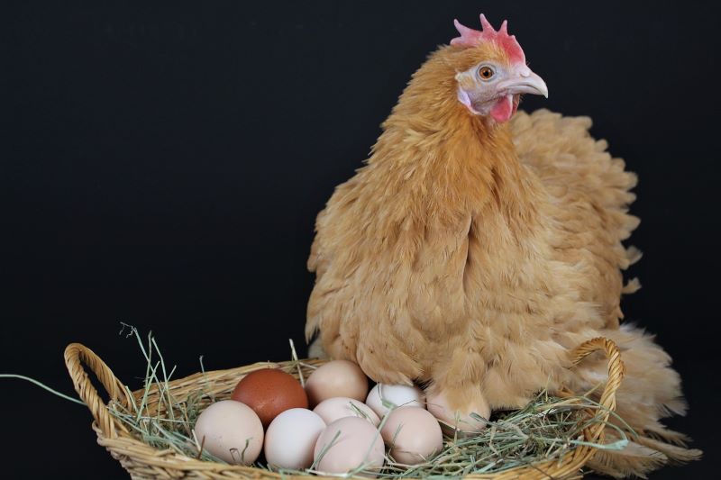 Eine Henne sitzt auf einem Korb, gefüllt mit Eier auf einem Heubett