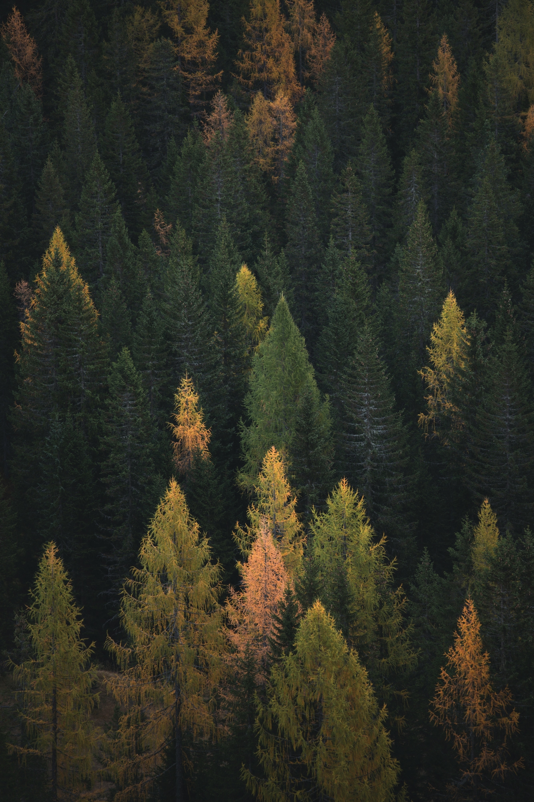 Aufnahme eines Waldes mit vielen hohen Bäumen unterschiedlicher Farbe