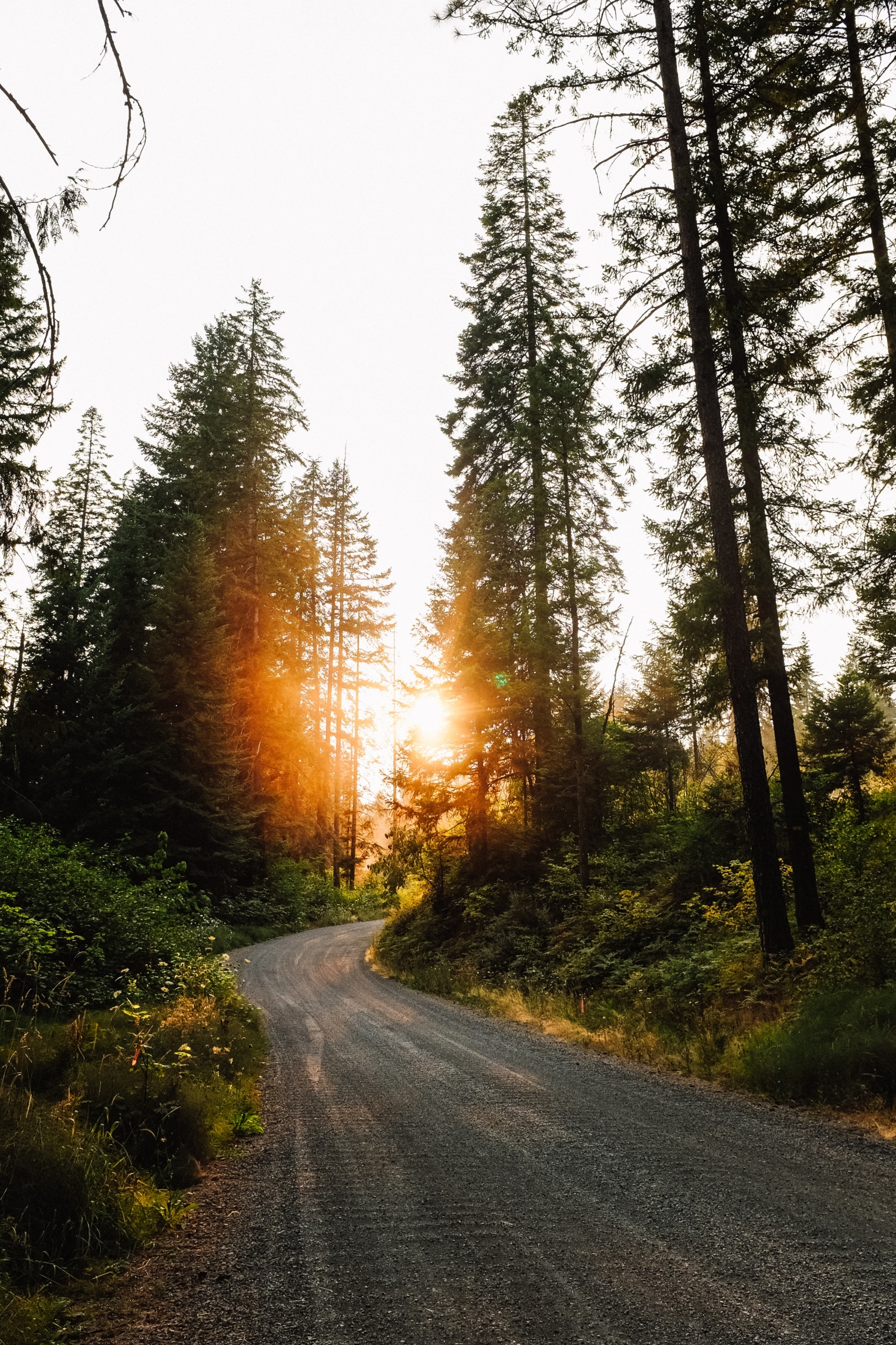 Eine Schotterstraße führt durch einen Wald, während die Sonne durch die Bäume blinzelt