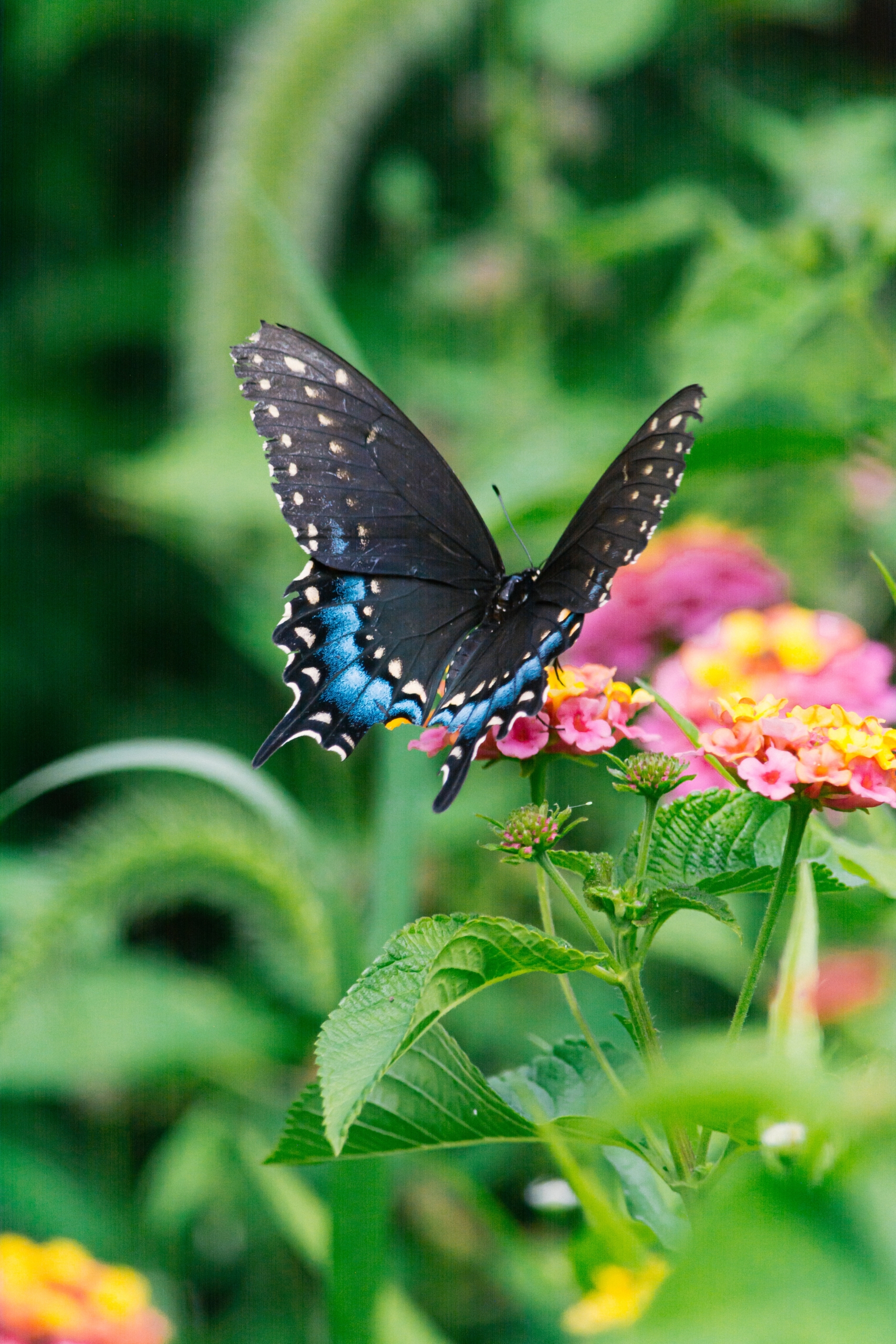 Ein schwarz-blauer Schmetterling sitzt auf einer rosa Blüte