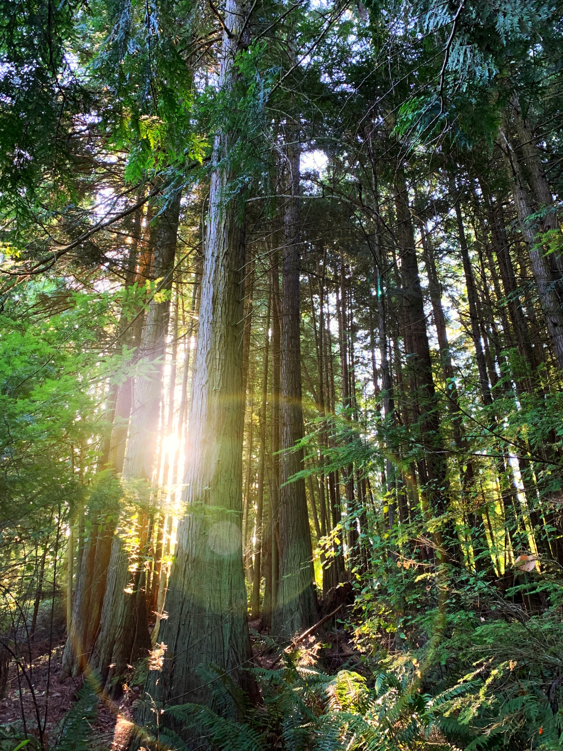 Die Sonne scheint durch einen dicht mit hohen Bäumen bewachsenen Wald
