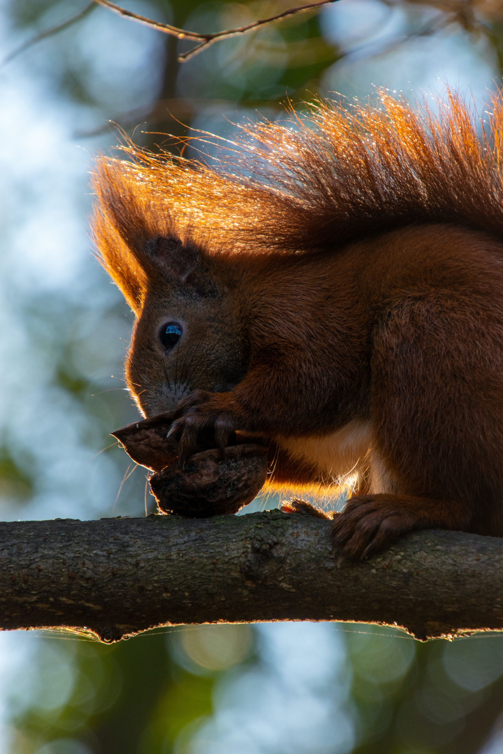 Ein Eichhörnchen sitzt auf einem Ast und nagt an einer Nuss