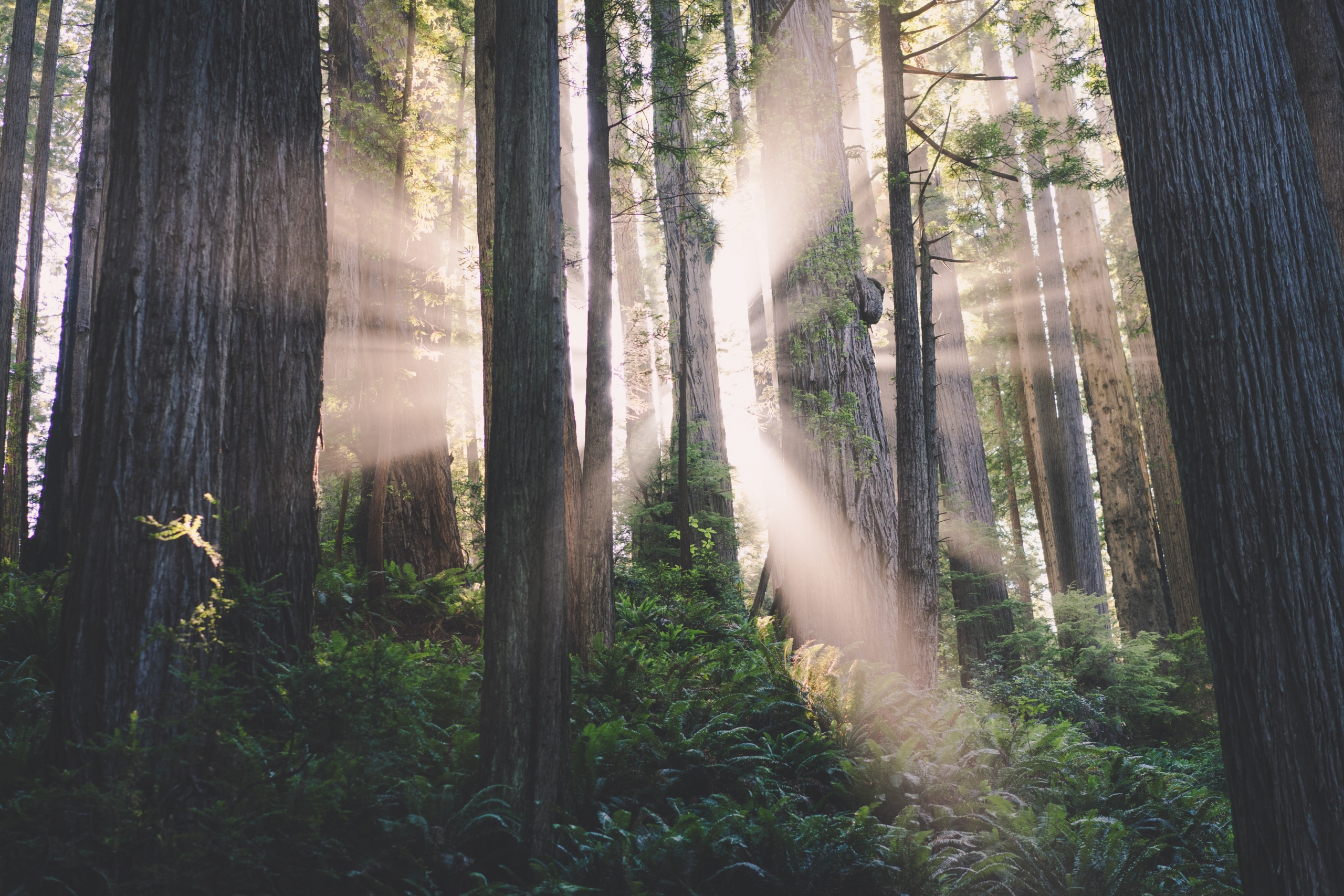 Sonnenstrahlen scheinen durch einen mit großen Bäumen bewachsenen Wald