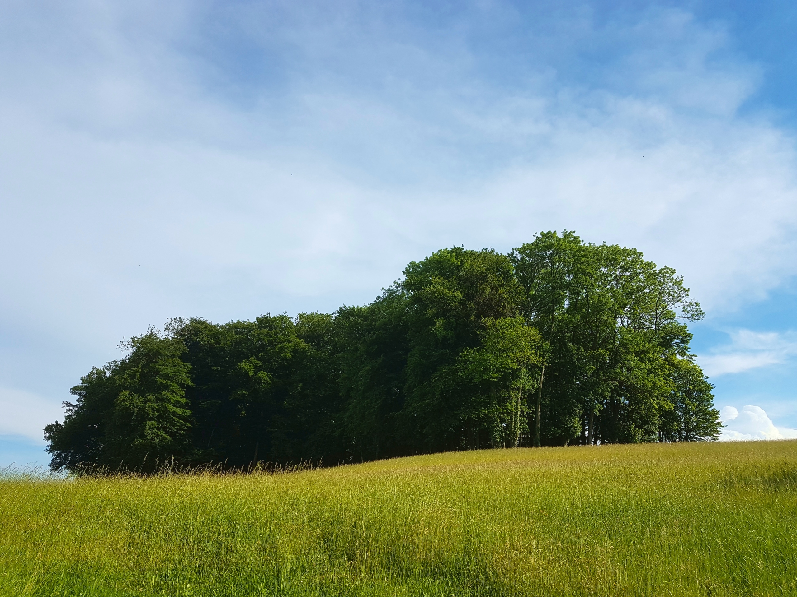 Ein kleiner Wald mit einigem Bäumen auf einer mit Gras bewachsenen Anhöhe