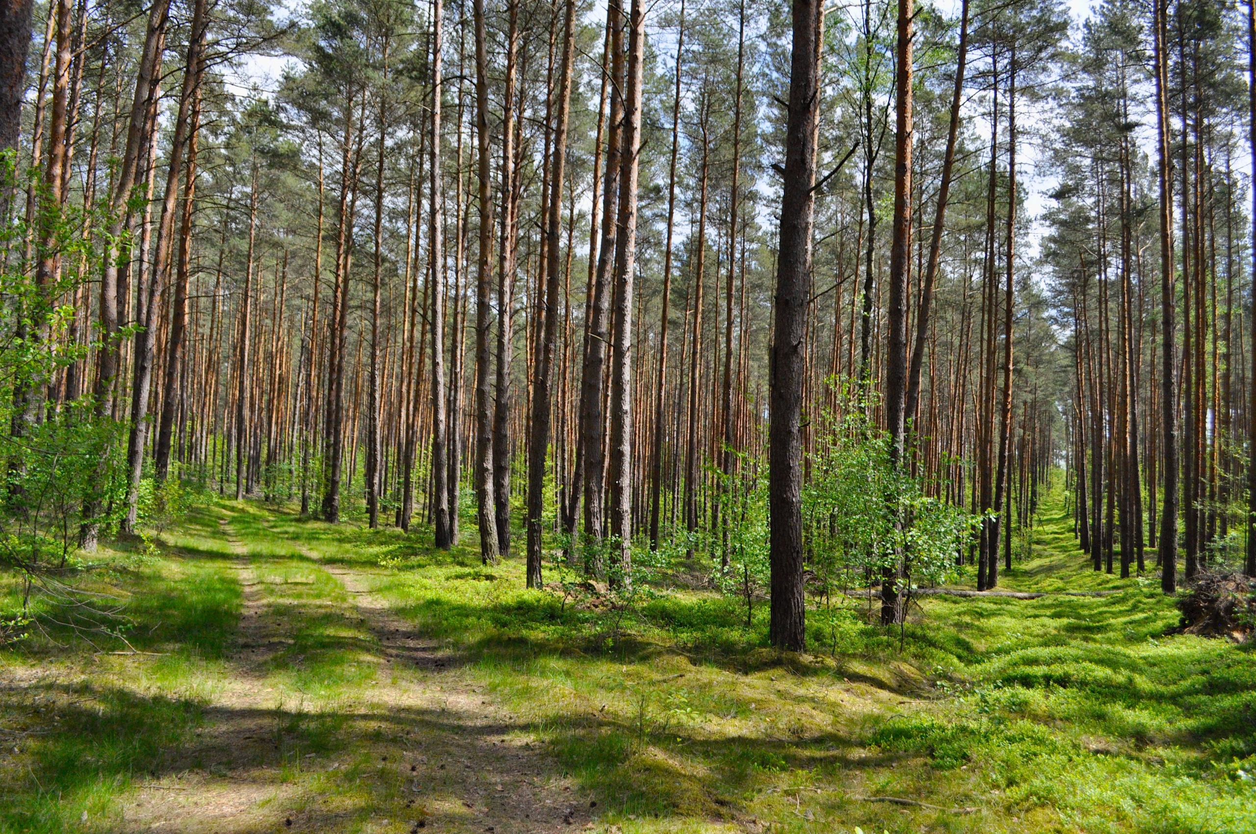 Ein Feldweg führt durch einen Wald