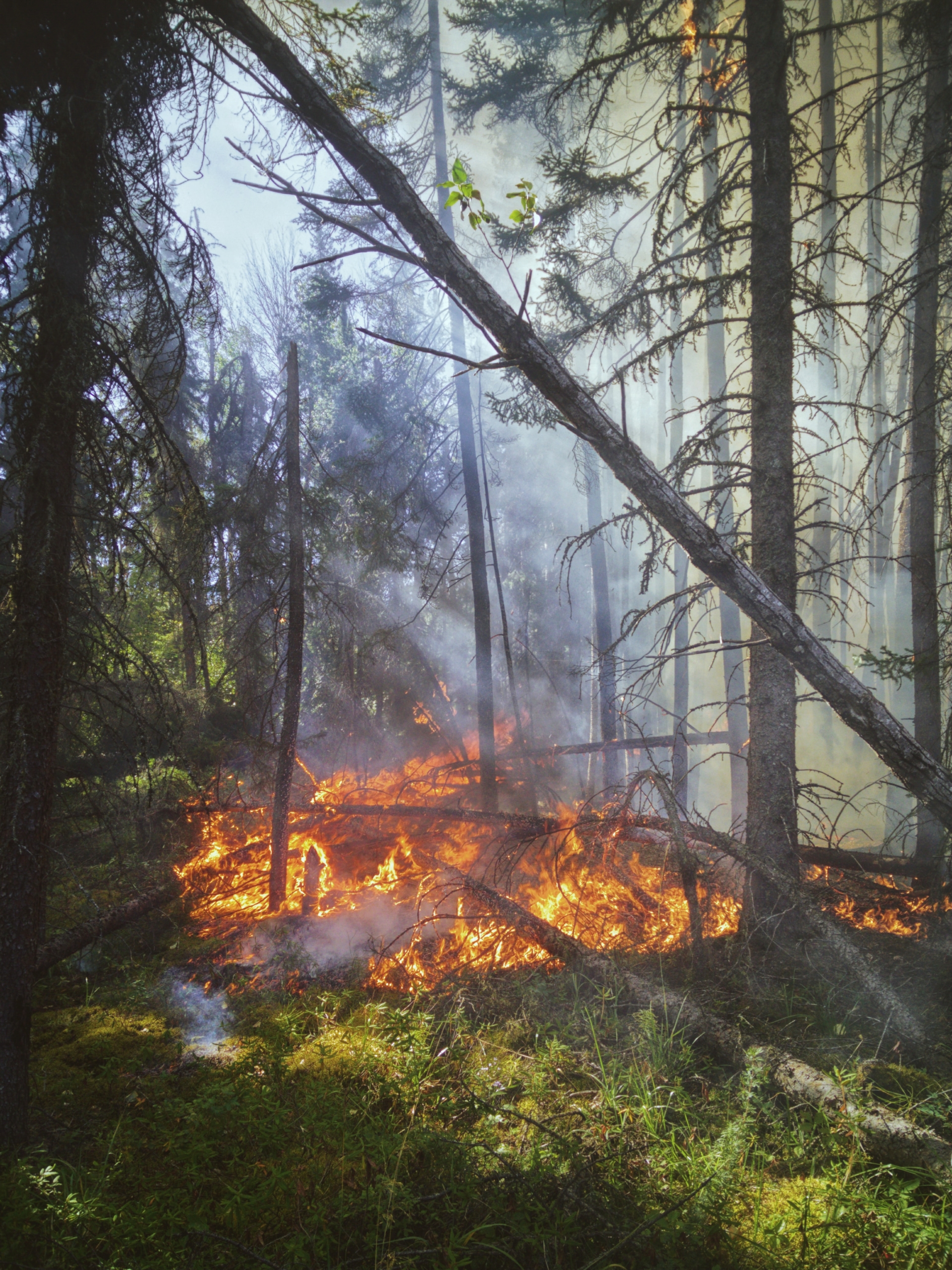 Feuer in einem Wald und umgestürtzte Bäume