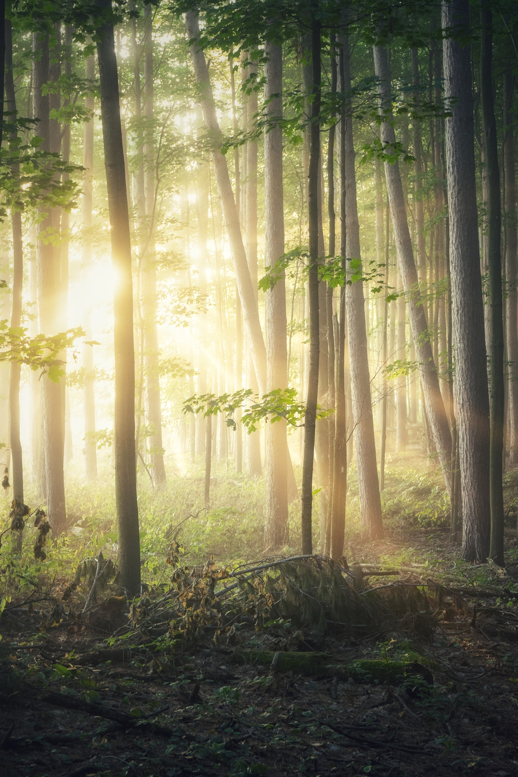 Sonnenstrahlen scheinen durch einen Wald