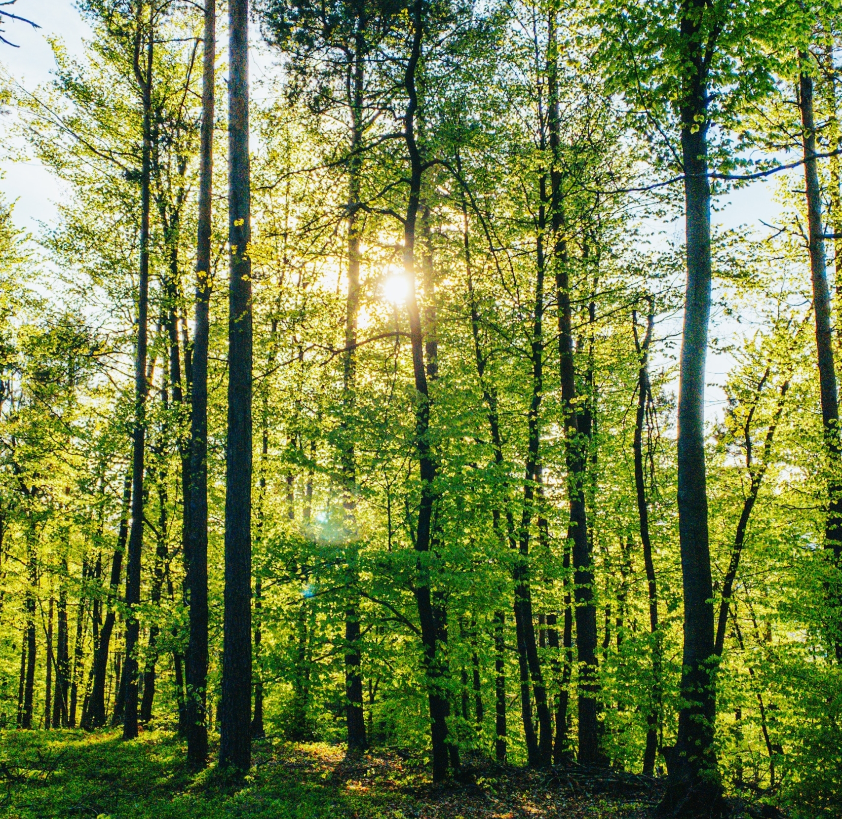 Sonnenstrahlen leuchten durch einen Wald