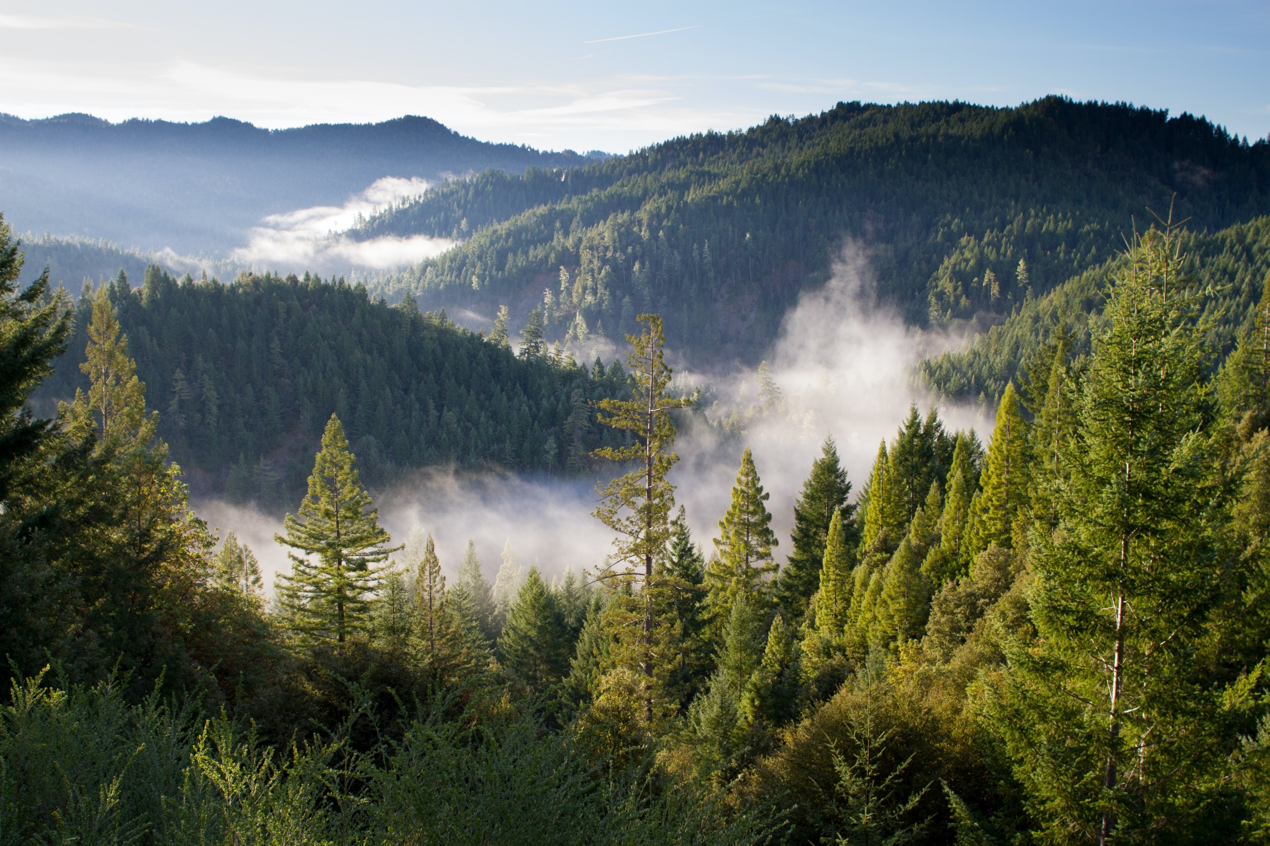 Luftbild eines großen Waldes, welcher von Nebelschwaden durchzogen wird