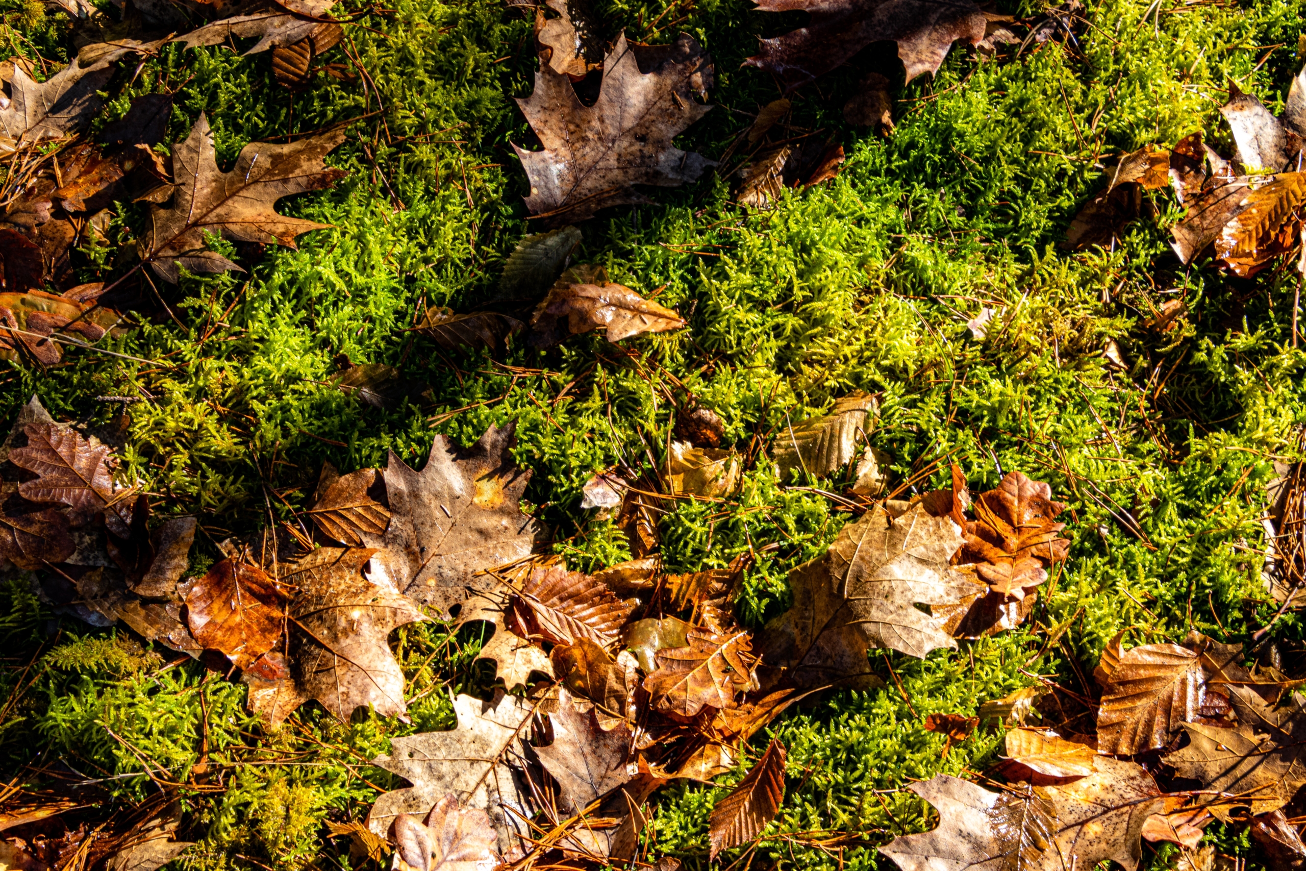 Aufnahme eines Waldbodens mit Moos und Blättern
