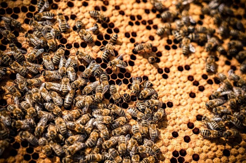 Ein Schwarm Bienen auf Honigwaben
