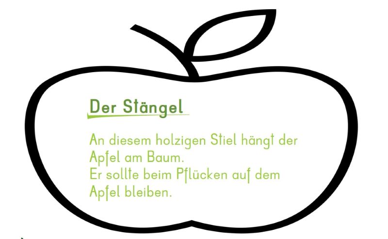 Arbeitsblatt zum Thema Apfel