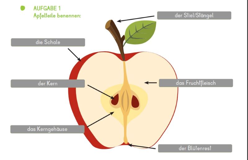 Das innere eines Apfels mit Kennzeichnung des Kerngehäuses usw.