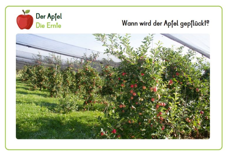 Apfelbaumplantage