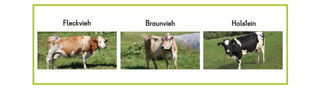 Bildreihe mit Fleckvieh, Braunvieh und Holstein