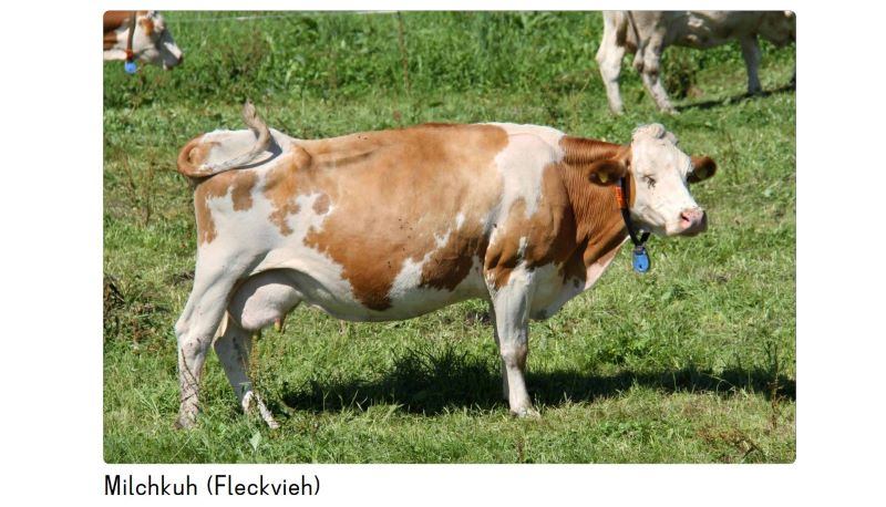 Eine Kuh mit einer Glocke auf der Weide