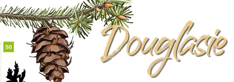 Ausschnitt Infoblatt Nadelbäume mit einer Douglasie und einem Zapfen
