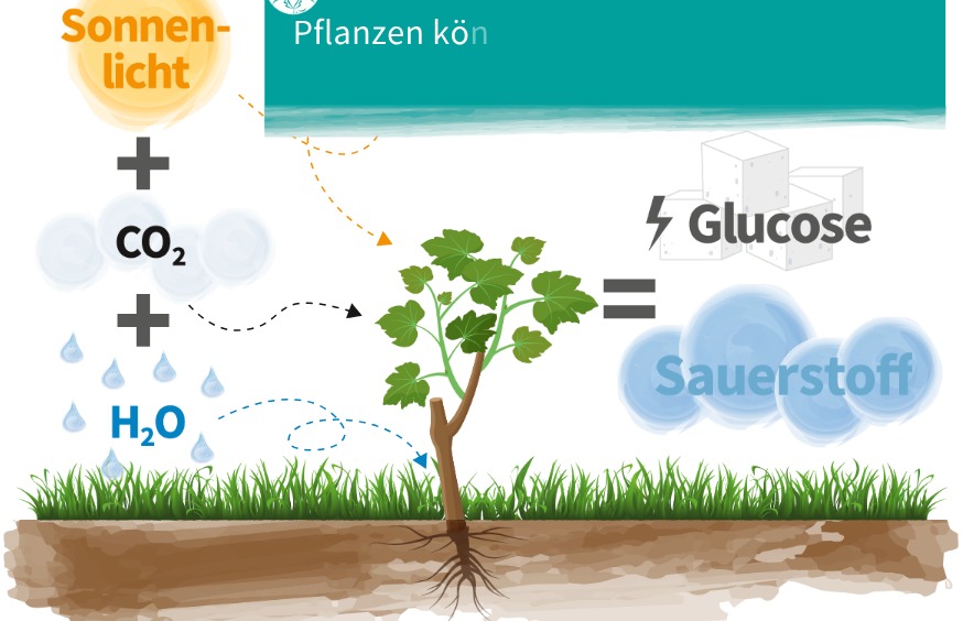 Eine Pflanze und die Erklärung dazu was sie benötigt (also Sonnenlicht+CO2+H2O) umd Glucose und Sauerstoff zu erzeugen