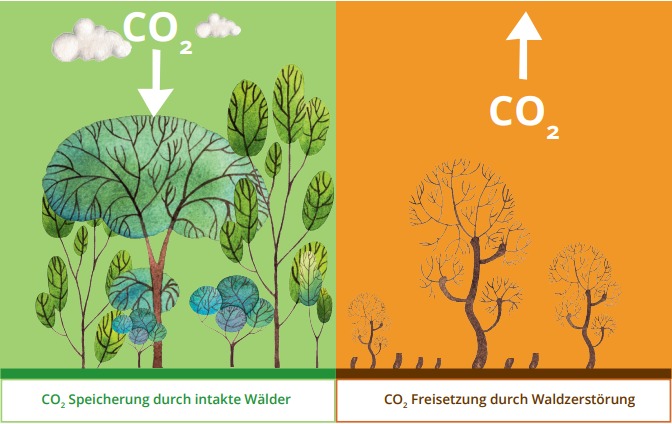 Ein gesunder Wald und ein zerstörter Wald mit folgenden Text: CO2 Speicherung durch intakte Wälder und CO2 Freisetzung durch Waldzerstörung