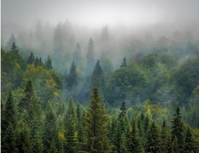 Ein Wald im Nebeldunst