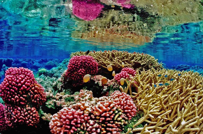Korallenriff und Fische 
