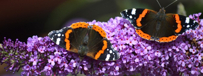 Zwei Schmetterlinge auf einer Fliederpflanze
