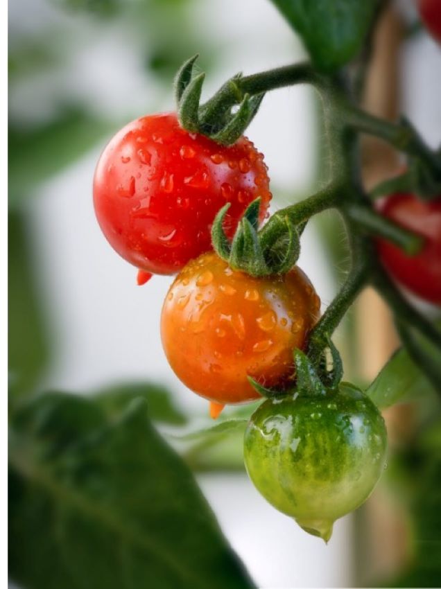 Drei Stück Cocktailtomaten auf einer Rispe, eine davon ist rot, eine orange und die dritte noch grün