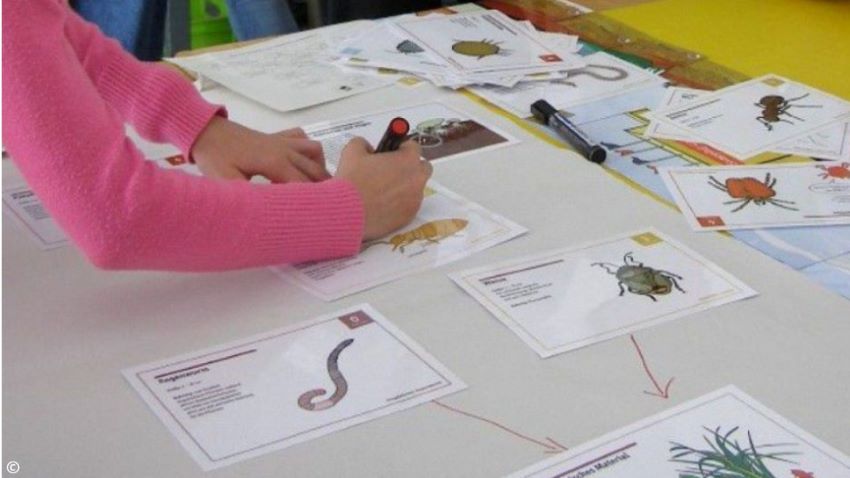Eine Kinderhand die eine Steckbrief über Bodentiere mit einem anderen verbindet. Auf den Tisch befinden sich noch weitere Steckbriefe und ein Stift