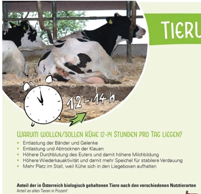 Zwei Kühe in einem Stall und Text zum Thema Tierwohl bzw. Tierhaltung in Österreich