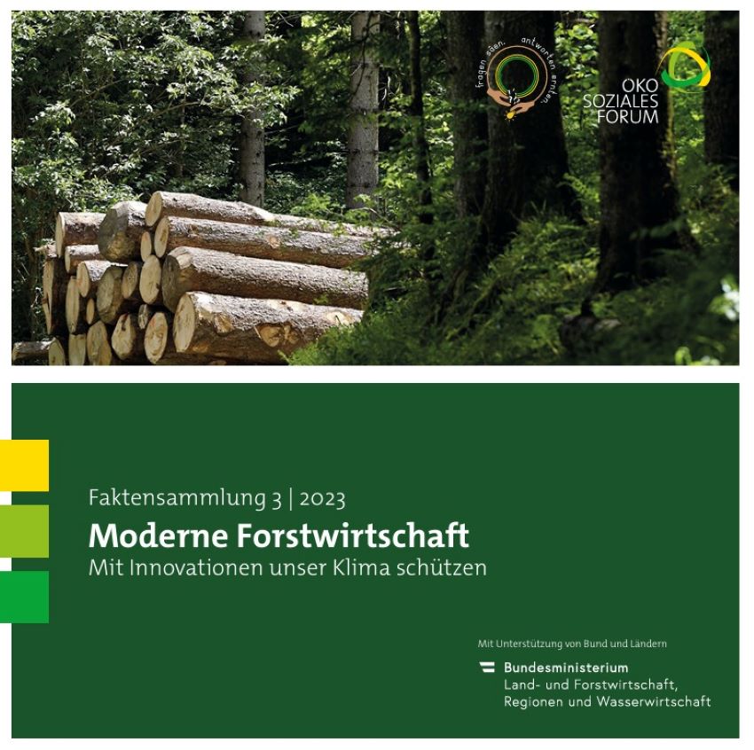 Deckblatt vom Factsheet, ein paar Bäume, Farn und geschlichtete Baumstämme