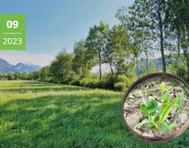 Podcast Einstimmungsbild: Wiese mit Baumstreifen und Lupe auf trockenen Boden