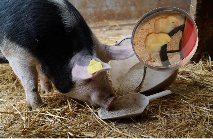 Ein Schwein im Stall das von einer Schaufel sein Futter frisst, dahinter liegt ein umgefallener Eimer aus dem das Futter rausläuft, und zwei Küken die aus einer Futterstation die Körner fressen.