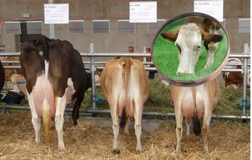 Kühe in einem Stall, die gerade Heu fressen; in der Lupe sieht man eine Kuh auf der Weide die Gras frisst.