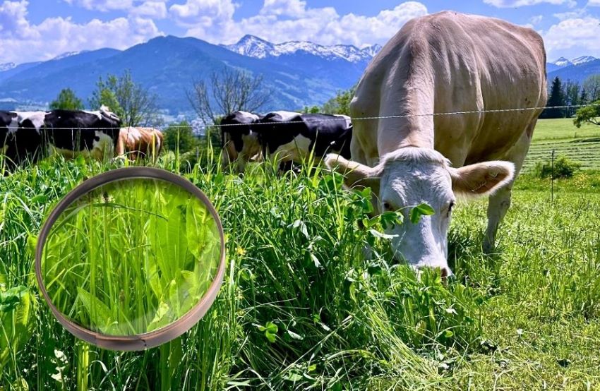 Einige Kühe auf der Weide und in der Lupe sieht man zwischen den Grashalmen auch Kräuter wachsen