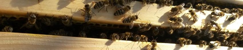 Honigbienen zwischen Wabenstöcke