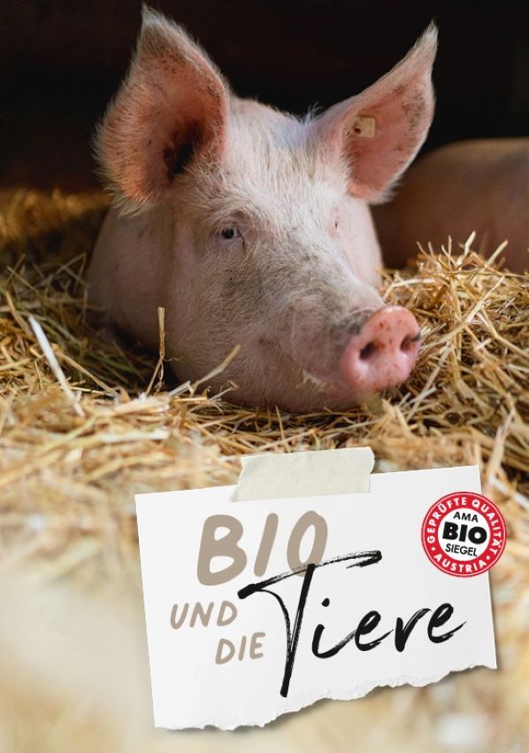 Deckblatt der Broschüre 'Tierwohl' - ein Schwein im Stroh
