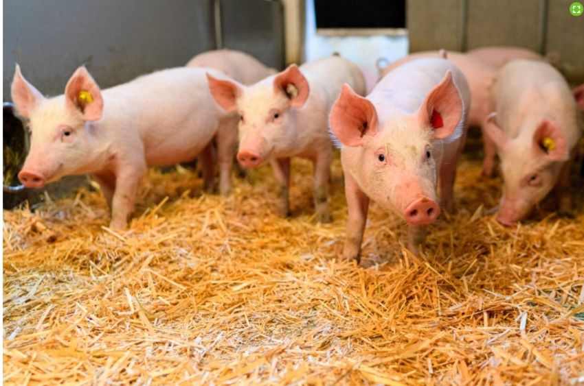 Podcast Einstimmungsbild - Schweine in einem Stall, der Boden ist mit Heu ausgelegt