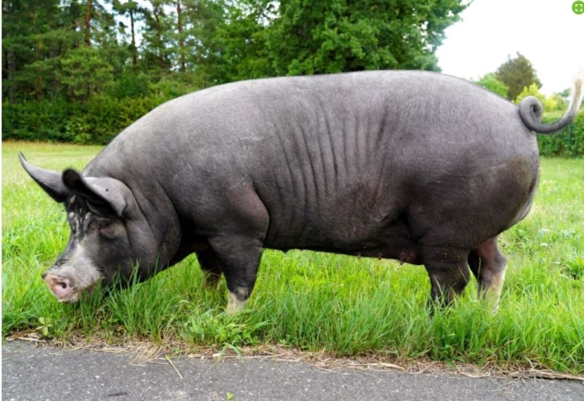 Podcast Einstimmungsbild - Berkshire Schwein auf einer Wiese