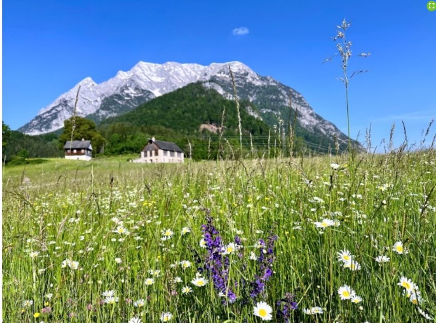 Podcast Einstimmungsbild - Abgestufte Nutzung vom Dauergrünland - Wiese mit Blumen, zwei Almhütten und Berge im Hintergrund
